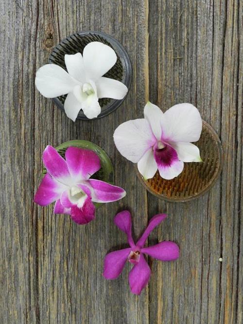 30-FUCHSIA MOKARA AND 30-  ASSORTED DENDROBIUM ORCHID